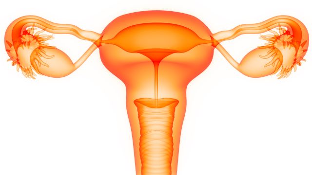 3D-Illustration des weiblichen Uterus, Symbolbild für das Ovarialkarzinom.