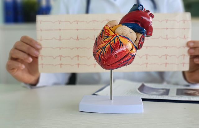 Der Kardiologe untersucht ein Kardiogramm vor dem Hintergrund eines künstlichen Herzmodells