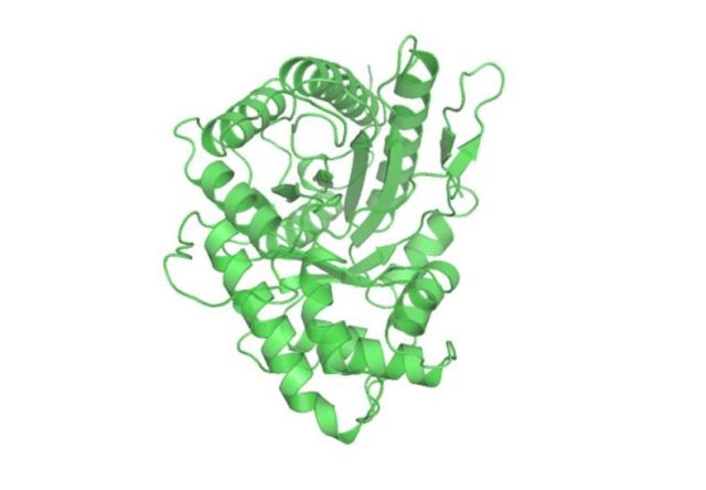 Modell der Aldolase A