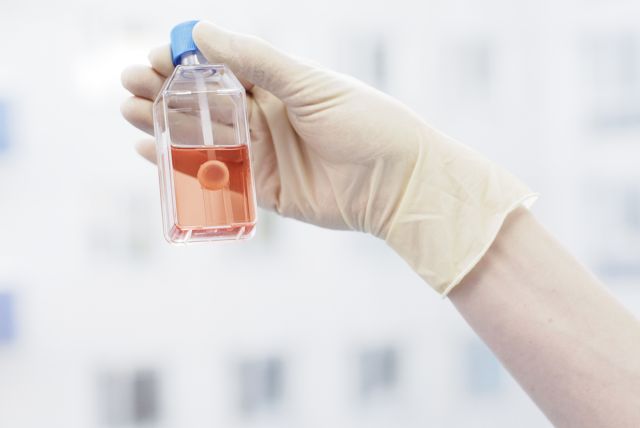 Hornhauttransplantat