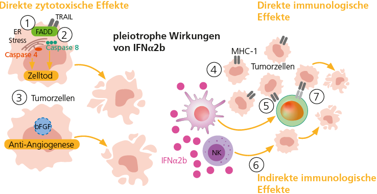 Abb. 1: Wirkmechanismen von Nadofaragen firadenovec (rAd-IFN/Syn3), adaptiert nach [1].