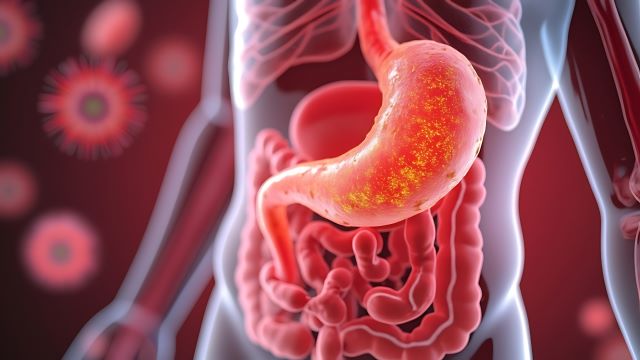3D-Darstellung des menschlichen Verdauungssystems mit Fokus auf den Magen.