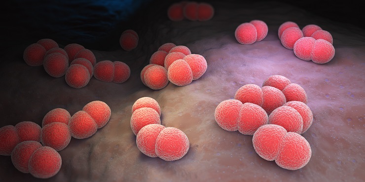 Meningokokken: Bakterien in Großaufnahme