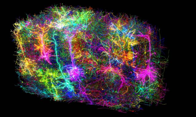 Rekonstruierte Gehirnzellen