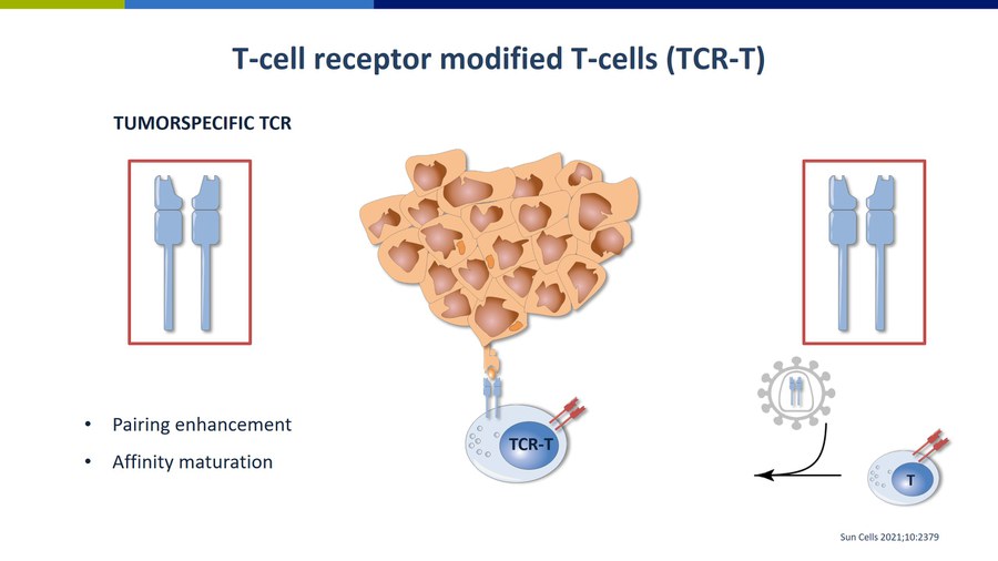 Darstellung von T-Zell-Rezeptor-modifizierten T-Zellen (TCR-T-Zellen) mit tumorspezifischen Rezeptoren zur Behandlung solider Tumoren.