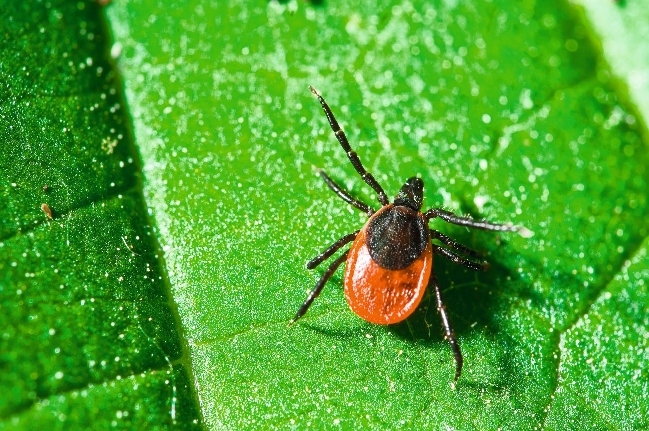 © dm – stock.adobe.com