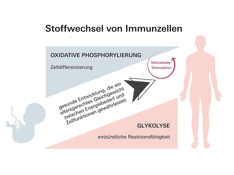 Neugeborene nutzen einen anderen Stoffwechselmechanismus als Erwachsene, um ihr Immunsystem zu entwickeln. Mit zunehmendem Alter wechselt er von oxidativer Phosphorylierung zur Glykolyse. Quelle: ©UKW/mit Canva