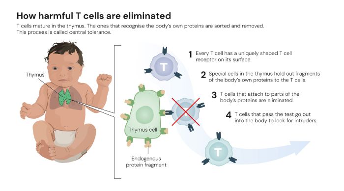 © The Nobel Committee for Physiology or Medicine. Ill. Mattias Karlén
