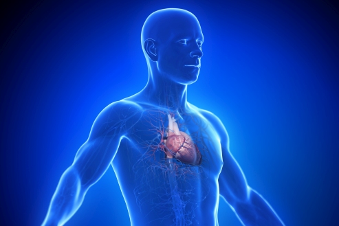Illustration des menschlichen Körpers mit hervorgehobenem Herz und Kreislaufsystem in blauer Darstellung.