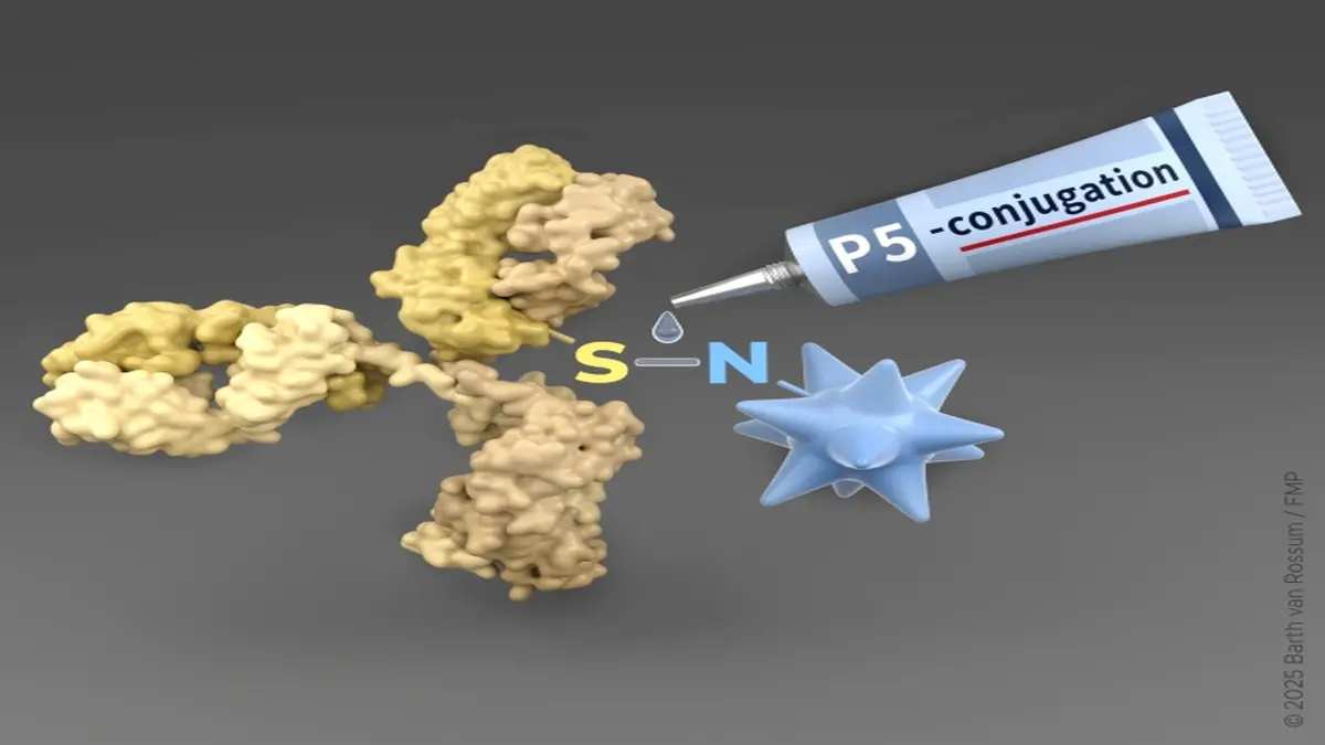 P5-Konjugationstechnologie als molekularer Klebstoff zur Gewinnung von Antikörper-Wirkstoff-Konjugaten (ADCs) für klinische Phase-I/IIa-Studien gegen Krebs