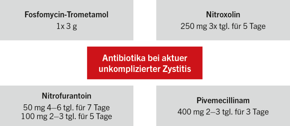 Etwa 50 % aller Frauen entwickeln einmal im Leben einen Harnwegsinfekt (HWI). Der häufigste Erreger ist mit 77 % Escherichia coli, gefolgt von Klebsiella pneumoniae und Proteus mirabilis.

Zu den häufigsten Risikofaktoren für das Auftreten eines Harnwegsinfektes zählen Diabetes mellitus, Geschlechtsverkehr, Postmenopause, Adipositas, die Anwendung von Diaphragmen und Spermiziden sowie weitere komplizierende Faktoren wie anatomische und funktionelle Veränderungen (bspw. Nierenbeckenabgangsstenosen, Urolithiasis etc.).

Rezidivierende Harnwegsinfekte tre­ten per definitionem mindestens zweimal innerhalb von sechs Monaten oder dreimal innerhalb eines Jahres auf. Von rund 50 % der Frauen, die einmal im Leben einen Harnwegsinfekt entwickeln, erleiden rund 25 % eine Reinfektion. Klinisch bestehen Symptome wie Algurie, Dysurie, Pollakisurie, suprapubische Schmerzen und Makrohämaturie.

Zur Diagnose führt neben den bestehenden Symptomen ein Urin­befund mit Nachweis von ≥ 103 KBE / ml im Urin und ein kultureller Nachweis von Bakterien, voraus­gesetzt, es handelt sich um Rein­kulturen typischer Uropathogene. Zur Einschätzung der bestehenden Symptome und Berücksichtigung von Differenzialdiagnosen können bei Bedarf auch Fragebögen wie der ACSS (Acute Cystitis Symptom Score) eingesetzt werden.

Für die Behandlung ist es entscheidend, zwischen einer unkomplizierten und einer komplizierten Harnwegsinfektion zu differenzieren.

Bei unkomplizierten Harnwegsinfekten liegen im Harntrakt keine funktionellen oder anatomischen Behinderungen, keine Nierenfunktionsstörung und keine relevanten Komorbiditäten vor, die einen Harnwegsinfekt begünstigen.     

Des Weiteren sollten Patientengruppen mit unkomplizierten HWI unterschieden wer­den in:

nicht schwangere Frauen in der Prämenopause ohne sonstige relevante Begleiterkrankungen,

Schwangere ohne sonstige relevante ­Begleiterkrankungen,

Frauen in der Postmenopause ohne ­sonstige relevante Begleiterkrankungen,

jüngere Männer ohne sonstige relevante Begleiterkrankungen,

Patienten mit Diabetes mellitus und ­stabiler Stoffwechsellage und ohne ­sonstige relevante Begleiterkrankungen,

geriatrische Patienten mit mehr als zwei behandlungsbedürftigen Systemerkrankungen.

Durch diese Einteilung können notwendige Unterscheidungen bei Dia­gnostik und Therapie erfolgen. So sollte bspw. bei jüngeren Männern ohne relevante Begleiterkrankung eine differenzierte Ursachenabklärung erfolgen und die Prostata als ggf. mitbetroffenes parenchyma­töses Organ bei der Therapie mit­berücksichtigt werden.

Die aktuelle Leitlinie zu urologischen Infektionen der Europäischen Gesellschaft für Urologie (EAU) von 2025 geht sogar noch einen Schritt weiter: Sie führt zur Klassifikation von Harnwegsinfektionen eine neue Unterteilung ein, die die bisherigen Kategorien „unkompliziert“ und „kompliziert“ ersetzt. Diese traditionelle Unterscheidung sei zwar einfach, aber potenziell irreführend, da sie die Therapieentscheidung wesentlich beeinflussen kann. Stattdessen empfiehlt die EAU-Leitlinie eine Einteilung in lokalisierte und systemische HWIs:

Lokalisierte HWI (z. B. Zystitis): Infektion mit typischen Symptomen wie Dysurie, Harndrang oder suprapubischen Schmerzen, aber ohne Anzeichen einer systemischen Infektion. Diese Form betrifft beide Geschlechter und lässt sich meist ambulant behandeln.

Systemische HWI: Infektionen mit systemischen Symptomen wie Fieber, Schüttelfrost, Delir, Hypotonie oder Flankenschmerzen, gegebenenfalls zusätzlich zu lokalen Beschwerden. Diese Form kann auf ernste Krankheitsbilder wie eine Pyelo­nephritis oder Prostatitis hindeuten und erfordert oft eine weiterführende Diagnostik (z. B. Blutuntersuchungen, Bildgebung) und eine stationäre Behandlung.

Ein zentrales Element der neuen Klassifikation ist die Berücksichtigung von Risikofaktoren, die den Krankheitsverlauf erschweren oder den Therapieerfolg gefährden können. Dazu zählen unter anderem:

anatomische oder funktionelle Anomalien des Harntrakts,

Harnwegskatheter,

frühere Antibiotikatherapien,

Grunderkrankungen wie Diabetes, Nierenfunktionsstörungen oder neurologische ­Erkrankungen,

Immunschwäche,

Alter,

Schwangerschaft,

vorangegangene endoskopische Eingriffe.

Die Leitlinie betont, dass Risikofaktoren bei beiden Formen – lokalisiert und systemisch – auftreten können und entsprechend in der Behandlung berücksichtigt werden müssen. Wichtig ist auch, dass das männliche Geschlecht allein kein Risikofaktor mehr ist, da dies durch aktuelle wissenschaftliche Erkenntnisse nicht gestützt wird.

Ziel dieser neuen Klassifikation ist es, die klinische Kommunikation zu vereinheitlichen, eine präzisere Dia­gnostik zu fördern und eine angemessene, risikoangepasste Therapie zu ermöglichen.

Therapie

Aufgrund der zunehmenden Resistenzlage ist die Entscheidung zwischen einer asymptomatischen Bakteriurie und einer klinisch relevanten Keimbelastung besonders wichtig. Prinzipiell gilt, dass eine asymptomatische Bakteriurie in der Regel nicht behandelt werden soll. Eine Ausnahme stellen hierbei schwangere Frauen dar.

Die im Jahr 2024 aktualisierte S3-Leitlinie der AWMF betrachtet den Einsatz von Antibiotika bei HWI differenzierter und gibt neue evidenzbasierte Empfehlungen zum Einsatz nicht antimikrobieller Substanzen. Bei einem auf die Harnblase begrenzten Harnwegsinfekt ohne komplizierende Faktoren ist grundsätzlich mit einer hohen Spontanheilungsrate zu rechnen (28 − 42 % in ca. 7 − 9 Tagen). So kann der Einsatz verschiedener nicht antibiotischer Substanzen die Symptomatik mildern und den undifferenzierten Einsatz von Antibiotika einsparen. Hierbei ist eine partizipative Entscheidungsfindung von Patientinnen und Patienten und behandelnden Ärztinnen und Ärzten notwendig.

Abb.: Erstlinien-Antibiotika bei unkomplizierter Harnwegsinfektion

Dies trifft ebenso auf die Rezidivprophylaxe rezidivierender HWI zu. Bei allen Harnwegsinfektionen bildet die Aufklärung über modifizierbare Risikofaktoren die Basis der Therapie. Hierzu gehören die Trinkmenge (2 − 3 Liter / Tag), Miktionskontrolle (häufige Miktion, kein Pressen, keine Anspannung), Sexualverhalten (Blasenentleerung nach Geschlechtsverkehr innerhalb von 10 − 15 Minuten) sowie eine adäquate Genital­hygiene.

Als Erstlinienmittel bleiben Antibiotika wie Fosfomycin, Nitrofurantoin, Nitroxolin und Pivmecillinam unter Berücksichtigung lokaler Resistenzlagen und substanzbedingter Kollateralschäden bestehen. Fluorchinolone sollten ebenso wie Cotrimoxazol und Cefpodoxim-Proxetil nicht als Mittel der ersten Wahl eingesetzt werden.

Die Indikation zu einer Antibiotikatherapie sollte kritisch gestellt werden. Alternativ können suppor­­ti­ve Phytotherapeutika wie Kapuzinerkresse- / Meerrettichextrakte, Canephron und Cranberries, D-Mannose und anti-inflammatorische NSAIDs wie Ibuprofen eingesetzt werden. Dabei sei allerdings zu berücksichtigen, dass Faktoren wie eine inkomplette Ausheilung, eine zusätzliche Antibiotikatherapie oder die Entwicklung einer Pyelonephritis unter den Erfolgsraten der Antibio­tikatherapie lagen. Insgesamt lässt sich jedoch durch diese nicht-Antibiotika-haltige Akuttherapie eine Einsparung des Antibiotikaeinsatzes von 63 % erzielen.

Wagenlehner et al. konnten beispielsweise zeigen, dass das Phytotherapeutikum Canephron über sieben Tage eingenommen, der Einmalgabe von Fosfomycin nicht unterlegen ist und eine vergleichbare Symptomlinderung zeigt. Nach entsprechender Aufklärung sollte man daher Patientinnen und Patienten mit einer akuten unkomplizierten Zystitis eine nicht antibio­tische Behandlung anbieten.

Bei rezidivierenden unkomplizierten Zystitiden kann eine Immunisierung mit Impfstoffen wie Urovaxom und Urovac die Rate an rezidivierenden Harnwegsinfekten senken. Postmenopausale Frauen profitieren von einer lokalen vaginalen Östrogenisierung, die mit einer Senkung der Rezidivrate von Harnwegsinfekten verbunden sein kann.

Ausblick

Angesichts des bestehenden hohen Antibiotikaeinsatzes und zunehmender Resistenzen rücken Bakteriophagen als gezielte, bakterien­tötende Viren in den Fokus urolo­gischer Forschung. In der Medizin werden sie derzeit als potenzielle Alternative oder Ergänzung zu ­Antibiotika erforscht und könnten beispielsweise bei Wundinfektionen, Harnwegsinfektionen und Pneumonien therapeutisch eingesetzt werden.

Dabei kommen entweder einzelne Phagen (Mono-Phagen) oder sogenannte „Phagencocktails“ zur Anwendung. Bisherige Daten lassen darauf schließen, dass Phagen in vielen Fällen sowohl eine mikrobielle Clearance als auch symptomatische Besserung bewirken können. So ergab eine systematische Übersichtsarbeit von 2023 bei insgesamt 55 UTI-Studien mit Phagen, dass in 62 % der Fälle eine vollständige Keimfreiheit in der Urinkultur und in 97 % eine klinische Verbesserung erreicht werden konnte.

Kombinierende Strategien – d. h. Phagen und Antibiotika – scheinen in bisherigen Studien noch effektiver zu wirken. Beispielsweise führten Kombinationstherapien bei Acinetobacter-Biofilmen und UPEC-Infektionen (uropathogener E. coli) zu deutlich reduzierter Bakterienlast im Vergleich zur Monotherapie. Phagentherapien gelten bisher insgesamt als gut verträglich, wobei in klinischen Studien meist nur milde unerwünschte Wirkungen wie lokale Reizungen, Fieber oder immunologische Reaktionen beschrieben wurden. Mögliche Risiken wie Endotoxinausschüttung durch bakterielle Lyse oder die Immunisierung gegen Phagenpräparate erfordern jedoch eine sorgfältige Auswahl und Aufbereitung der Phagen sowie standardisierte Herstellungsverfahren.

Trotz teils hoher Initialkosten – insbesondere bei personalisierten Phagenpräparaten – zeigt sich die Phagentherapie bei multiresistenten Infektionen als potenziell kosten­effizient. Durch gezielte bakterielle Elimination, Reduktion von Rückfällen und Einsparung von Antibiotikaeinsätzen könnte sie langfristig sowohl klinisch als auch gesundheitsökonomisch vorteilhaft sein.

Bakteriophagen zeigen bereits heute eine bemerkenswerte Effizienz bei Harnwegsinfekten – insbeson­dere in Kombination mit Antibiotika und bei biofilmassoziierten oder multiresistenten Erregern. Dennoch sind standardisierte Protokolle, kontrollierte Großstudien sowie anwendungsfreundliche Darreichungsformen noch Gegenstand aktueller Forschung.

Fazit

Die aktuelle S3-Leitlinie Harnwegsinfektionen (AWMF, 2024) rückt bei unkomplizierten Harnwegsinfekten die nicht antimikrobiellen Behandlungsstrategien stärker in den Fokus, um den häufigen Einsatz von Antibiotika und damit verbundene Resistenzentwicklungen gezielt zu reduzieren.
Als mögliche zukünftige Ergänzung könnten Bakteriophagen eine innovative Therapieoption darstellen, die insbesondere bei wiederkehrenden oder resistenten Infektionen neue Perspektiven eröffnet.