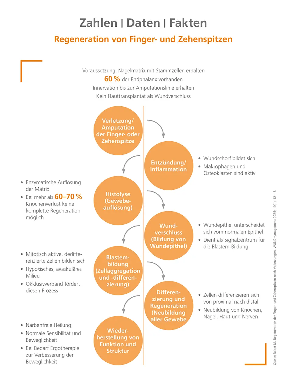 Regeneration von Finger- und Zehenspitzen