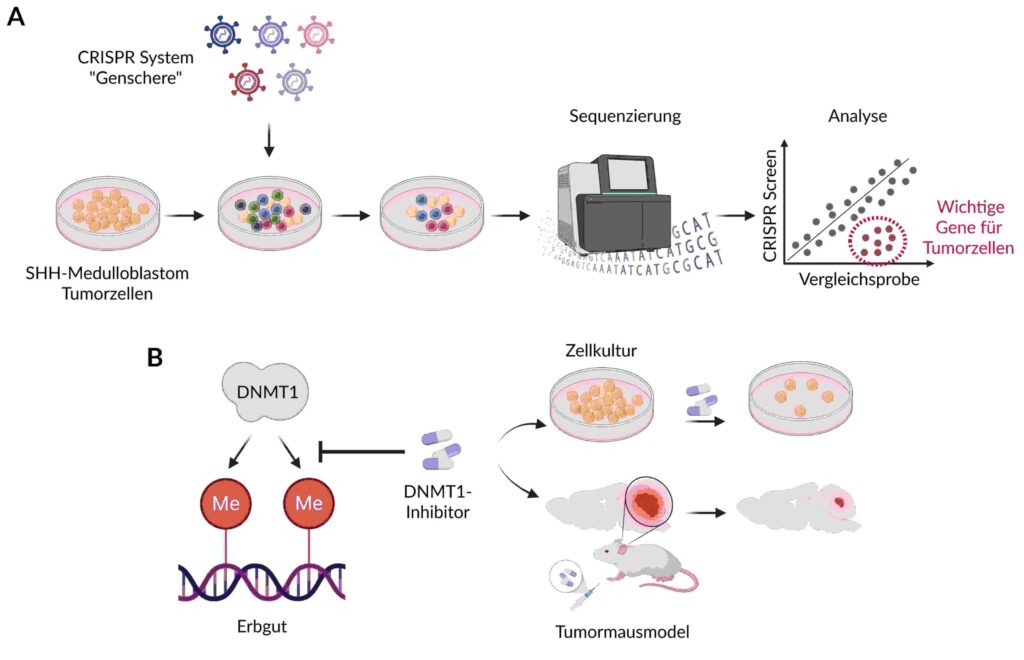 Schematische Darstellung der CRISPR-Genschere zur Identifikation von Schwachstellen im SHH-Medulloblastom und der Rolle von DNMT1-Inhibitoren in der Therapie.