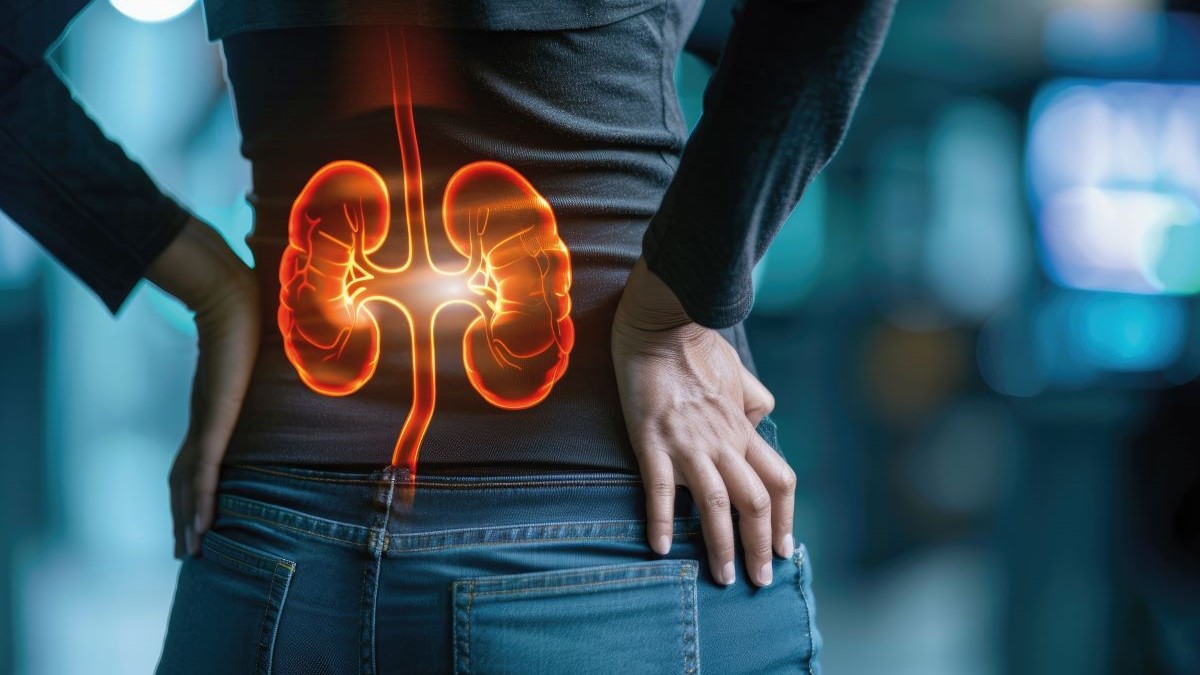 Rote Visualisierung von Nieren im unteren Rückenbereich, Symbol für Nierenschmerzen und medizinische Gesundheit.