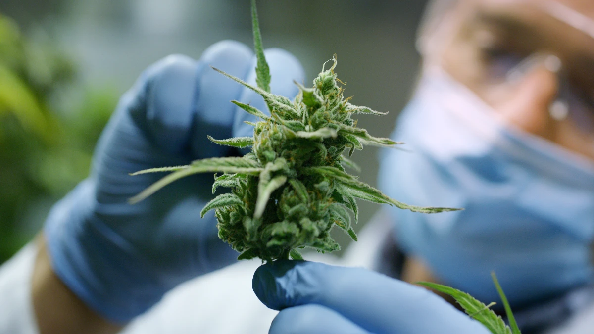 Wissenschaftler untersucht eine Cannabispflanze